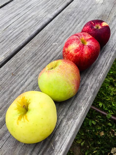 Color inspiration: Apple Orchard color palette - Merriment Design