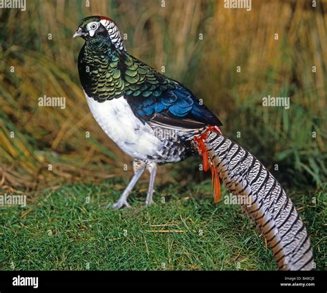 Lady Amherst's Pheasant / Chrysolophus amherstiae Stock Photo - Alamy