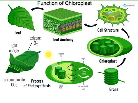 Which Cell Organelle Acts Like a Cell's Solar Power Plant?