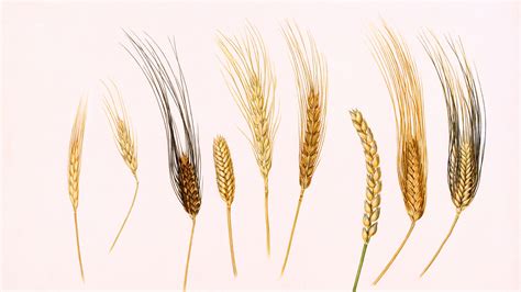How Has Wheat Changed Over Time at Evie Wynyard blog