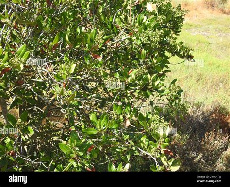 Toyon (Heteromeles arbutifolia Stock Photo - Alamy