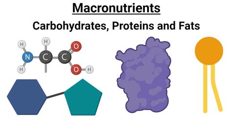 Image result for Which Macronutrient Builds All Structures