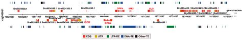 Genetic and Molecular Characterization of a Self-Compatible Brassica ...