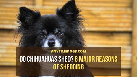 Do Chihuahuas Shed? 6 Major Reasons of Shedding | AnyTimeDogs