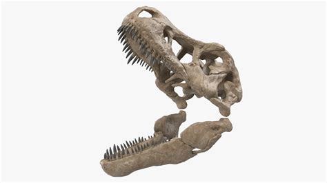 3D model Tyrannosaurus Rex Skeleton Fossil with Skin Rigged | 3D Molier ...