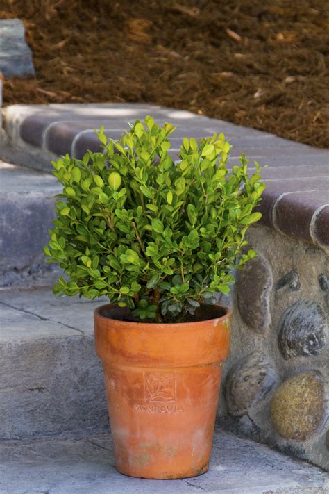 Dwarf English Boxwood, Buxus sempervirens 'Suffruticosa', Monrovia Plant
