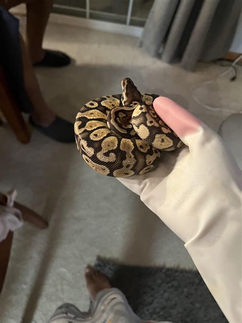 Image result for Normal Ball Python Star Gazing