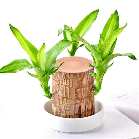 DealFry Brazilian Lucky Bamboo Live Plant, Good Luck Plant, Healthy ...