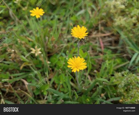 Images Of Weeds With Yellow Flowers
