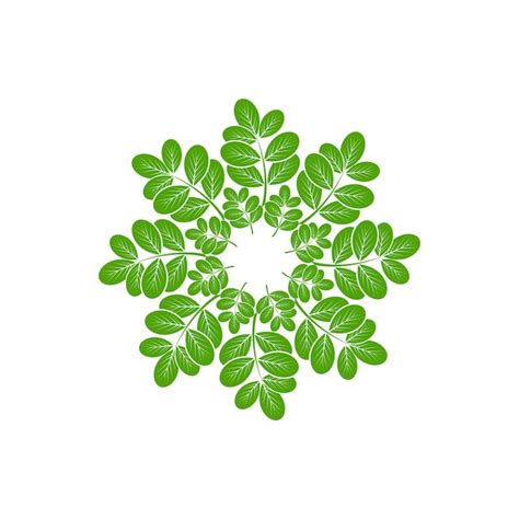 Moringa-Logo-Vektorvorlage Symbol Natur | Premium Vektor
