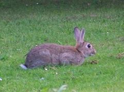 Image result for Wild Rabbit Kingham