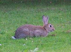 Image result for Wild Rabbit Colours