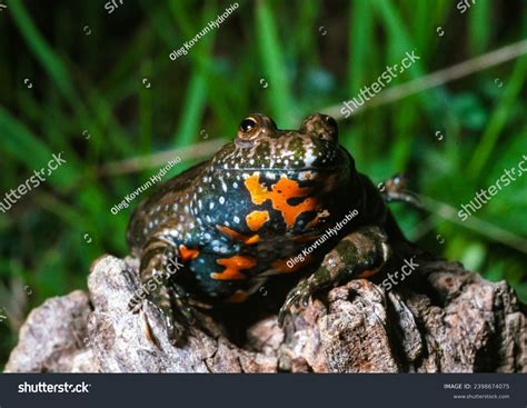 European Fire-bellied Toad Bombina Bombina Endangered Stock Photo ...