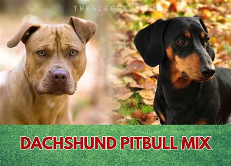 Dachshund Pitbull Mix - More Than Just A Hybrid Dog