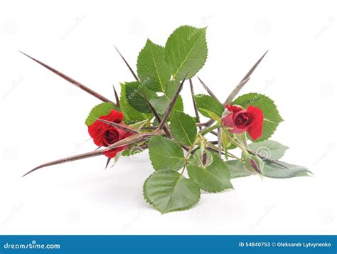 Roses with thorns. stock image. Image of peduncle, danger - 54840753