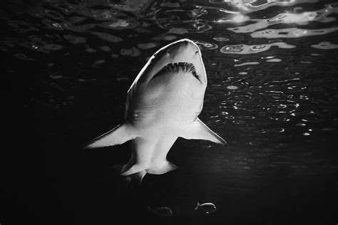 Do Sharks Sleep? The Fascinating Science Behind Their Rest Patterns