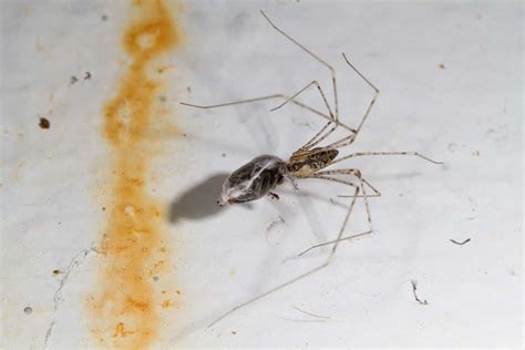 See 6 Spiders That Look Like Daddy Long Legs - A-Z Animals