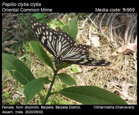 Papilio clytia | Butterfly