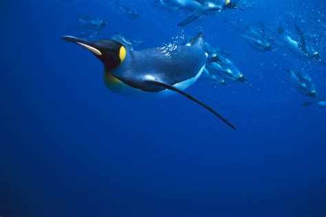 Emperor Penguin Swimming To Australia