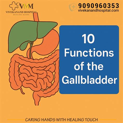 10 Essential Functions of the Gallbladder – Vivekanand Hospital ...