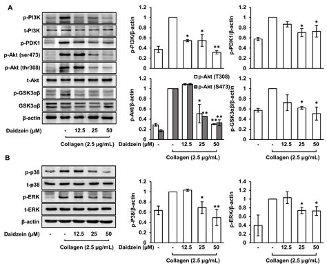 Daidzein Inhibits Human Platelet Activation by Downregulating ...