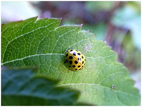 Brouci (Coleoptera) - Bobův fotoblog