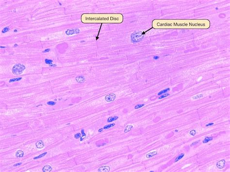 Image result for Z-Line Muscle Cell