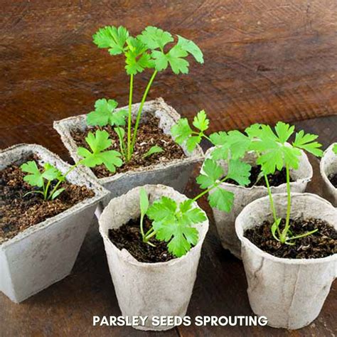 Green Paradise® Parsley IMP Seeds Pack – GreenParadiseLive