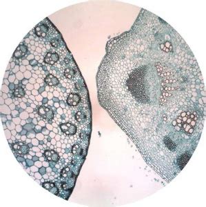 Plant Cell Microscope Slides 的图像结果