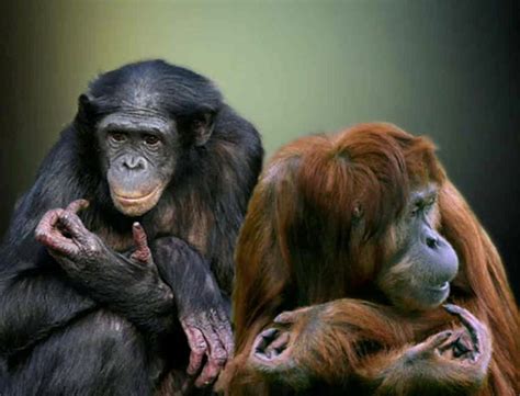 Body Language Power Poses 的图像结果