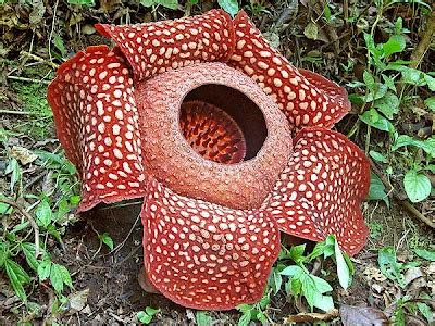 最大的花rafflesia世界