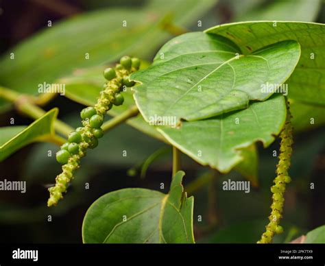 Long podlike fruit hi-res stock photography and images - Alamy