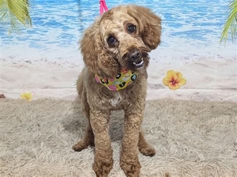 Coco - Cockapoo Female Dog For Breeding In England | Vaccinated