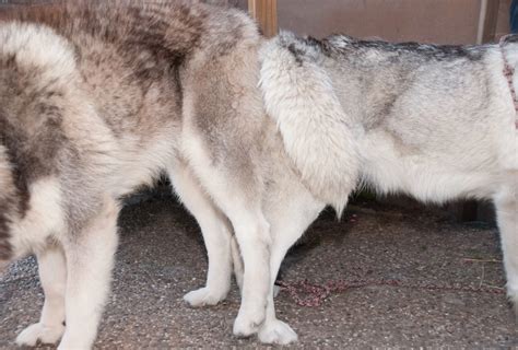 How Long Do Mating Dogs Stay Stuck Together