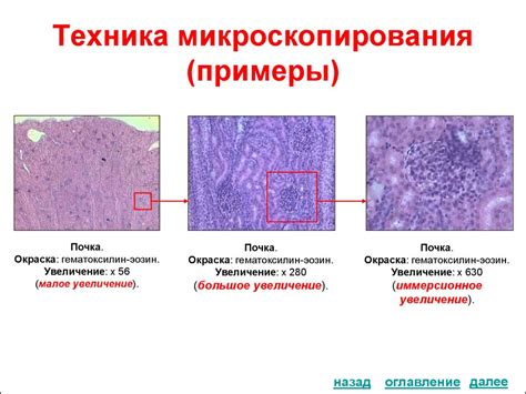 Методы исследования в гистологии, цитологии и эмбриологии (часть 1 ...