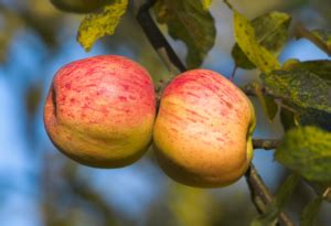 Tree Life Cycle 的图像结果
