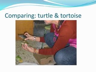 Observation 的图像结果