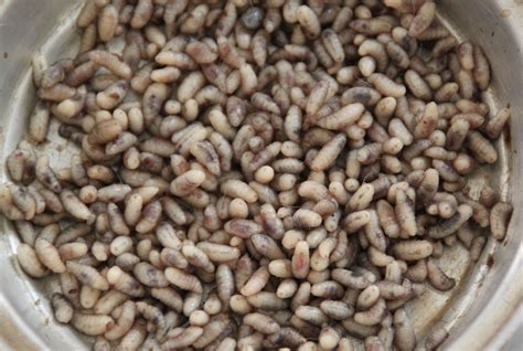 Mango Worms In Dogs at William Howerton blog