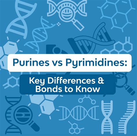 Purine vs Pyrimidine: Key Differences & Bonds to Know | Knowt Blog