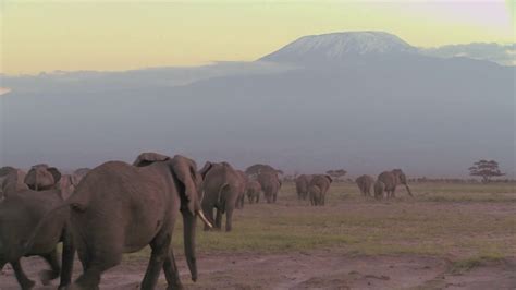 How Do Elephants Migrate at Nicholas Warrior blog
