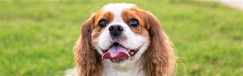 Dog bite & Rabies | City of Hurst, TX