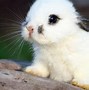 Image result for Cute Bunny Aesthetic