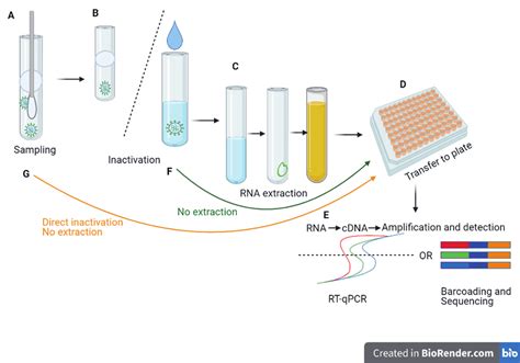 RT-PCR Test Procedure 的图像结果