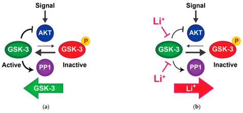 Lithium and Therapeutic Targeting of GSK-3
