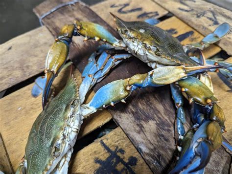 Why Crabs Taste Best During This Specific Season