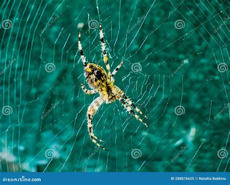 Female Araneus Cavaticus on a Web. Cross Spiders are Nocturnal Stock ...