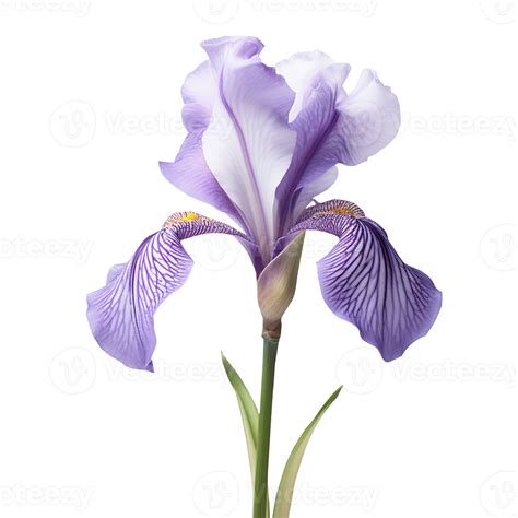 Irises flower png Irises png Iris png Iris flower png flower png beautiful flower png Irises ...