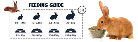 Buy Petslife All Life Stages Rabbit Premium Dry Food, 1 kg Online at ...