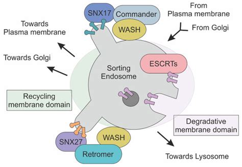 IJMS | Special Issue : The Endosomal-Lysosomal System: A Dynamic ...