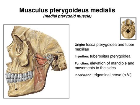 PPT - Understanding General Myology: Essential Muscle Functions and ...